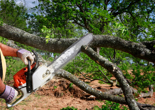 Best Tree Cutting Near Me  in Gainesville, VA